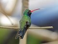 Broad-billed Hummingbird RWD2.jpg