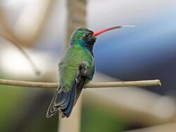 Broad-billed Hummingbird RWD2.jpg