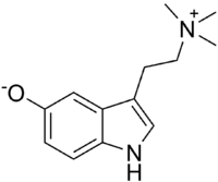 Bufotenidine.png