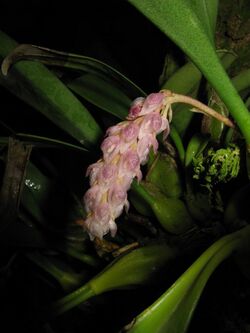 Bulbophyllum crassipes1.jpg