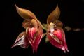 Bulbophyllum subumbellatum Ridl., J. Linn. Soc., Bot. 31 274 (1896) (44769240085).jpg