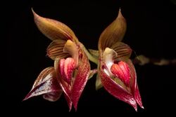 Bulbophyllum subumbellatum Ridl., J. Linn. Soc., Bot. 31 274 (1896) (44769240085).jpg