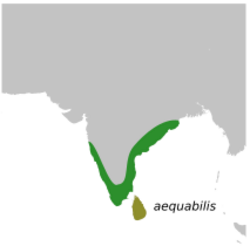 CaprimulgusAtripennisMap.svg