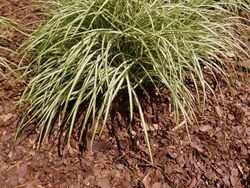 Carex ornithopoda Variegata 2020-06-23 0732.jpg