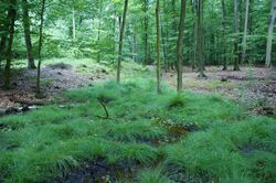 Carex remota community kz.jpg