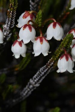 Cassiope mertensiana 9197.JPG