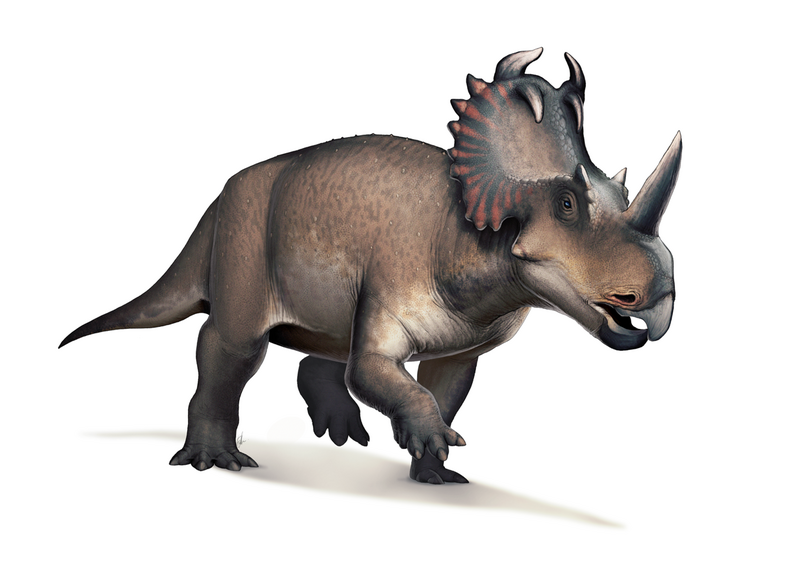 File:Centrosaurus.png