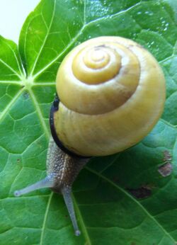 Cepaea nemoralis02.jpg