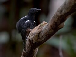 Cercomacroides serva - Black antbird (male), Careiro, Amazonas, Brazil.jpg