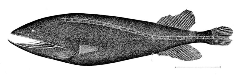 File:Cetomimus gillii.jpg