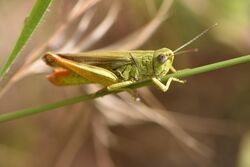 Chorthippus apicalis 01 01.jpg