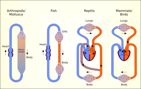 File:Circulatory systems in the animal kingdom.svg