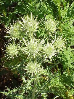 Cirsium diacanthum1.jpg