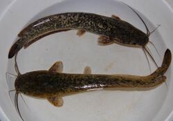 elongated greenish catfish with long whiskers, dorsal fin running along most of back, and ventral fin along posterior half of belly