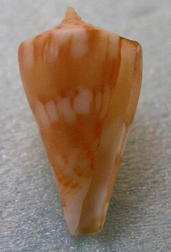 Conus capitanellus 003.jpg