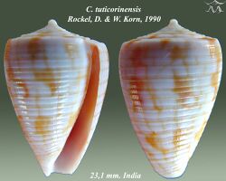 Conus tuticorinensis 1.jpg