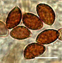 Cortinarius heatherae spores.jpg