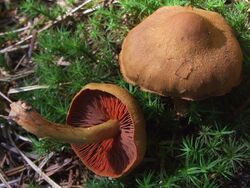 Cortinarius semisanguineus BW38.jpg