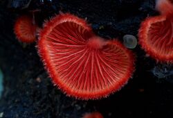 Crepidotus cinnabarinus Peck 551094.jpg