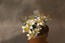 Crocus candidus GotBot 2016.jpg