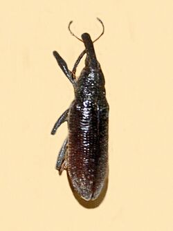 Curculionidae - Lixomorphus algirus.JPG