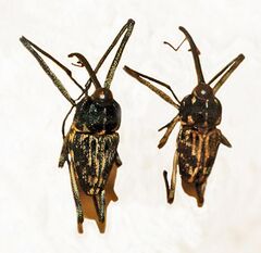 Curculionidae - Mecopus bispinosus.JPG