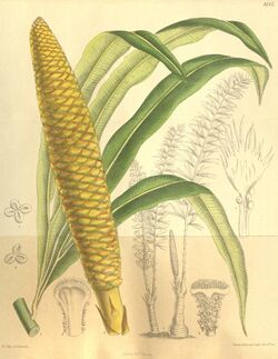 Cycas micholitzii 135-8242.jpg