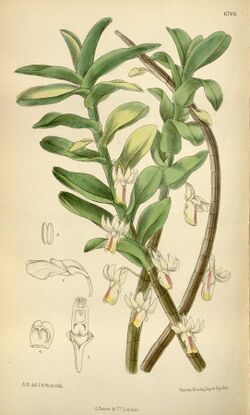 Dendrobium revolutum.jpg