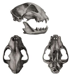 Description iconographique comparée du squelette et du système dentaire des mammifères récents et fossiles (Acinonyx jubatus skull).jpg