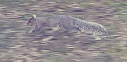 Eastern gray squirrel (Sciurus carolinensis) bounding across a lawn in Central Park 2018.jpeg