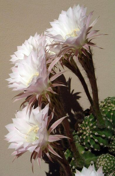 File:Echinopsis multiplex cropped.jpg