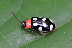 Eight-spotted flea beetle (Omophoita cyanipennis octomaculata).JPG