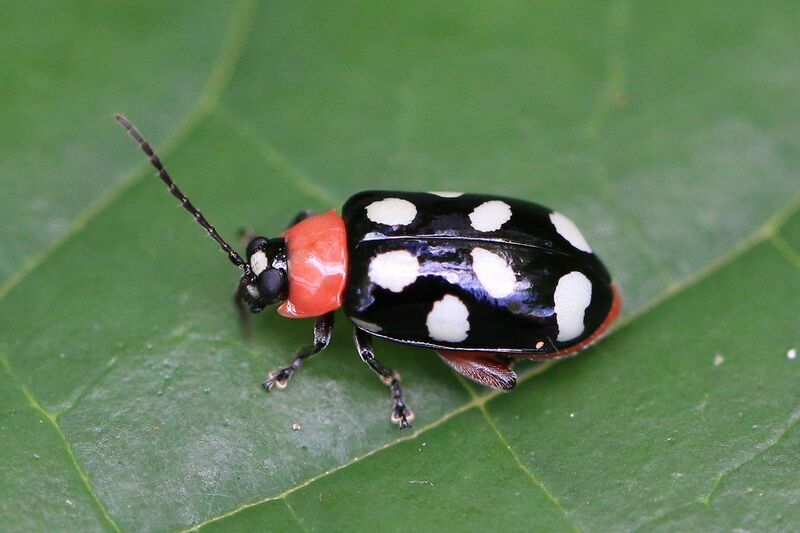 File:Eight-spotted flea beetle (Omophoita cyanipennis octomaculata).JPG