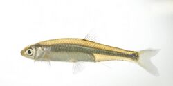 Emerald shiner 01.jpg