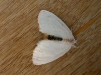 Euproctis melanosoma 3.jpg