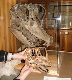 Europasaurus und Giraffatitan skulls.jpg