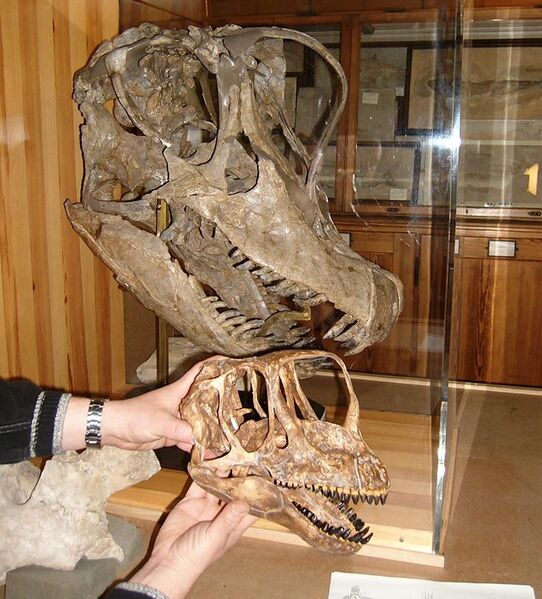 File:Europasaurus und Giraffatitan skulls.jpg