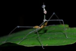 Flickr - ggallice - Stick grasshopper.jpg