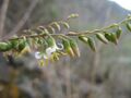 Fosterella penduliflora (JP) 06-0051 14.jpg