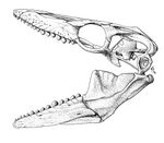 Globidens dakotensis skull.jpg