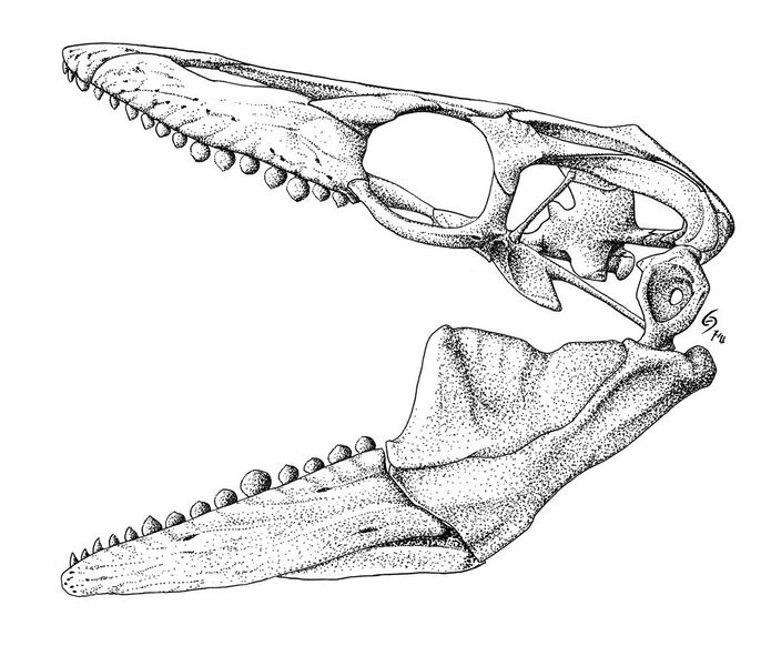 File:Globidens dakotensis skull.jpg