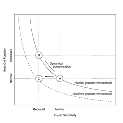 Hyberbolic relationship between insulin sensitivity and beta cell function showing dynamical compensation in "healthy" insulin resistance (transition from A to B) and the evolution of type 2 diabetes mellitus (transition from A to C).