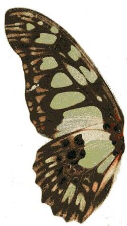 Graphium tynderaeus u.JPG