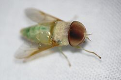 Green Horse Fly (Chlorotabanus inanis) (39533686344).jpg