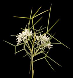 Grevillea paniculata - Flickr - Kevin Thiele.jpg