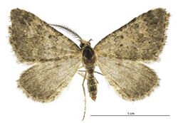 Helastia scissa male.jpg