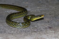 Himalayan Trinket juvenile.jpg