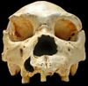 Homo heidelbergensis-Cranium -5.jpg