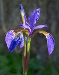 Iris germanica (Purple bearded Iris), Wakehurst Place, UK - Diliff.jpg