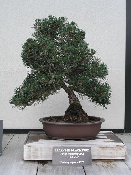 File:Japanese Black Pine.JPG